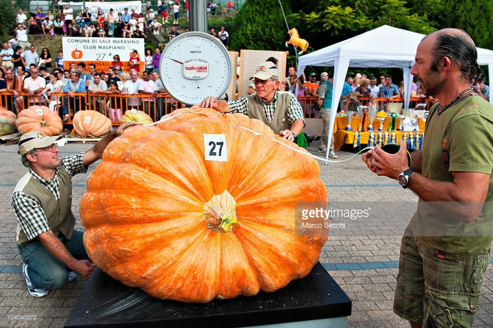 Giant Pumpkin