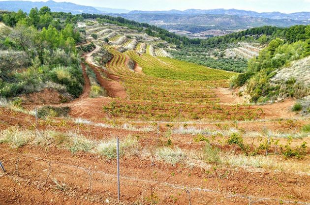 Sandy Soil of Montsant