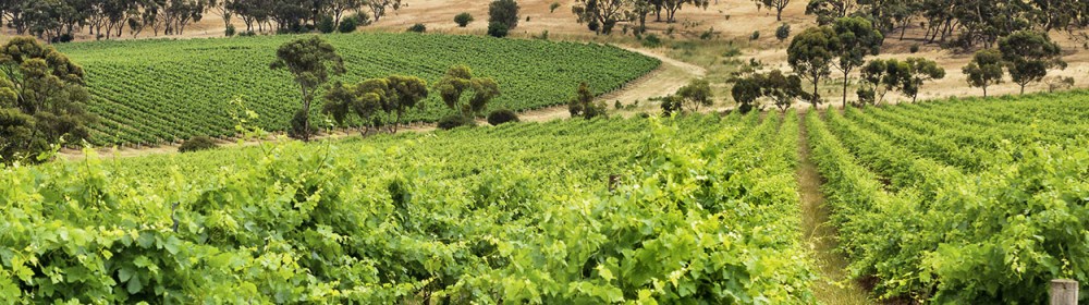 Lodge-Hill-Vineyard-for-Slider