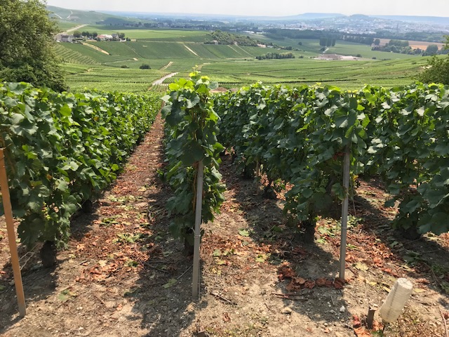 Champagne Vineyards
