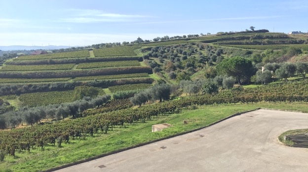 Titolo Vineyard