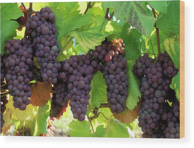 Crimson Pinot Gris Grapes